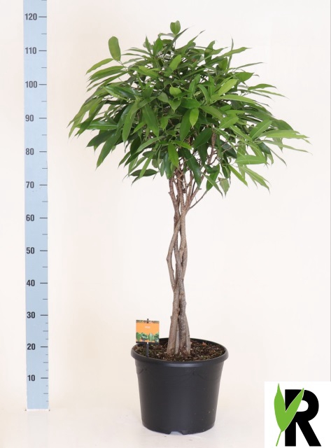 Ficus Amstel King 30Ø 120cm