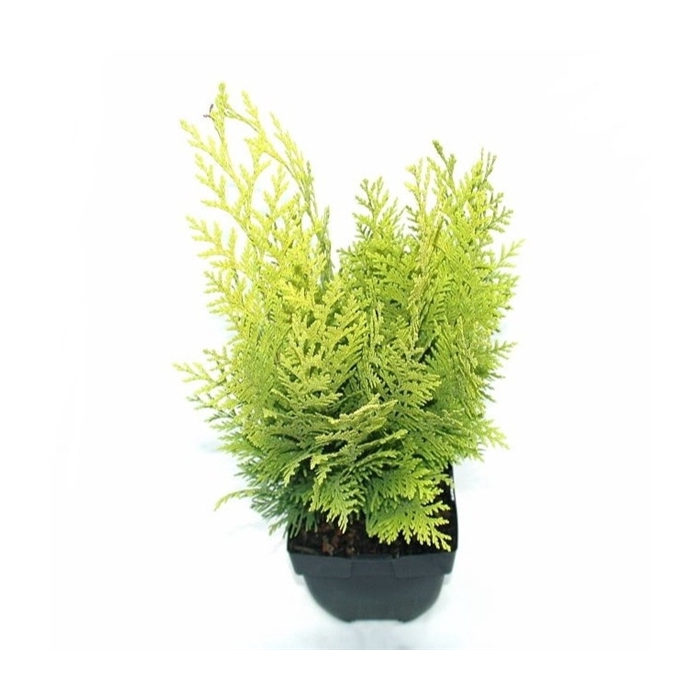 <h4>Chamaecyparis lawsoniana 'Stardust' P17</h4>