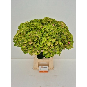 Hydrangea Macr Magical Coral
