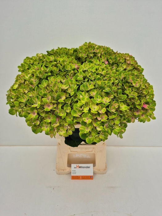 <h4>Hydrangea Macr Magical Coral</h4>