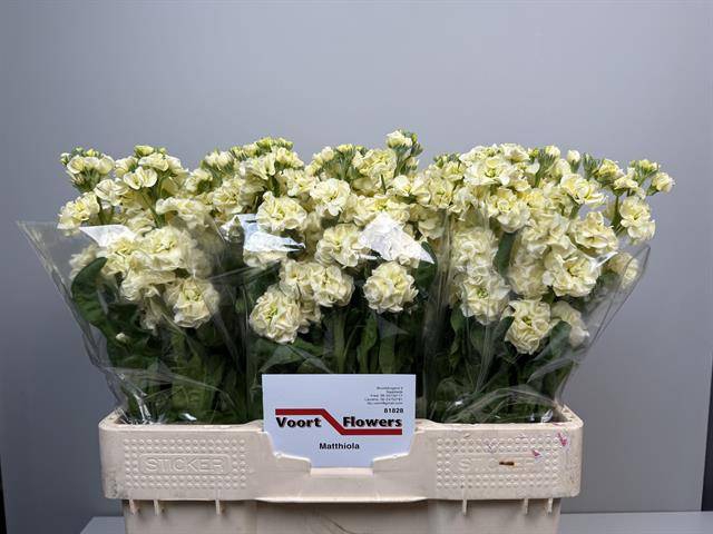 <h4>Matth Stox Yellow Fred van Voort</h4>
