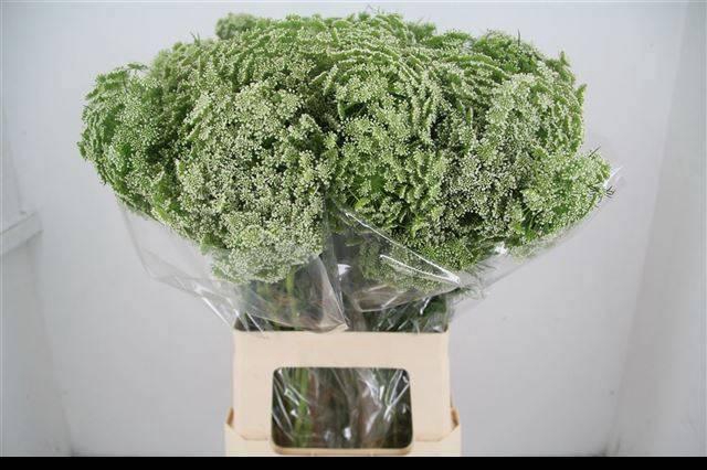 <h4>AMMI VIS CASABLANCA</h4>