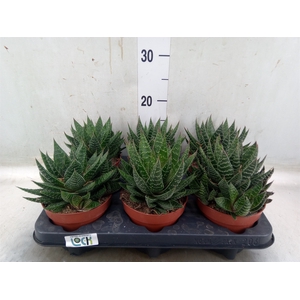 Gasteria