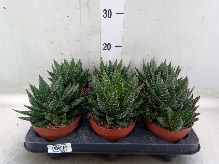 <h4>Gasteria</h4>