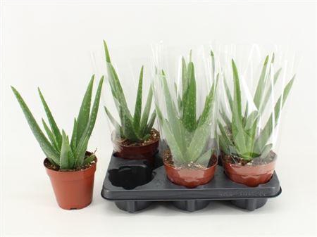 <h4>Aloe vera</h4>