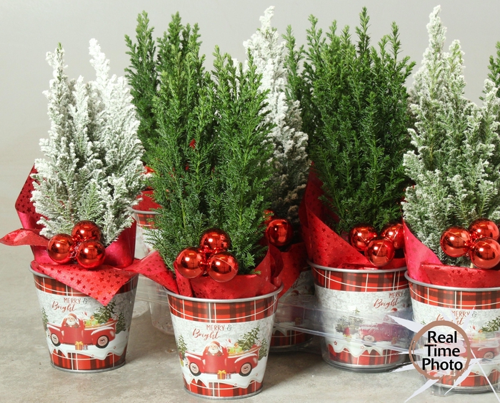 <h4>CHAM L ELLWOODII</h4>