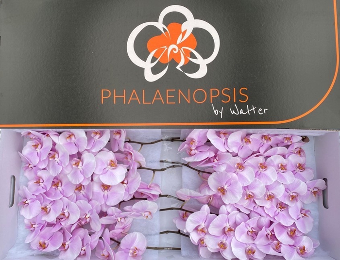 <h4>Phal Tikal 8-12</h4>