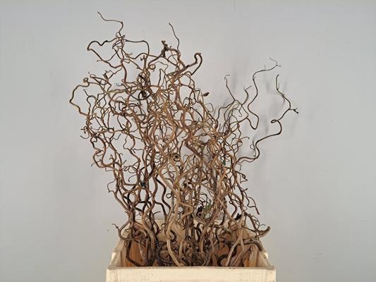 <h4>Corylus (2-jarig)</h4>