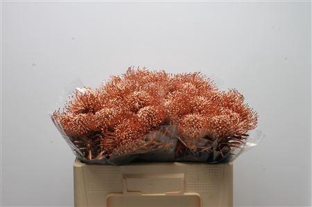 <h4>Leuco Klbh Koper</h4>