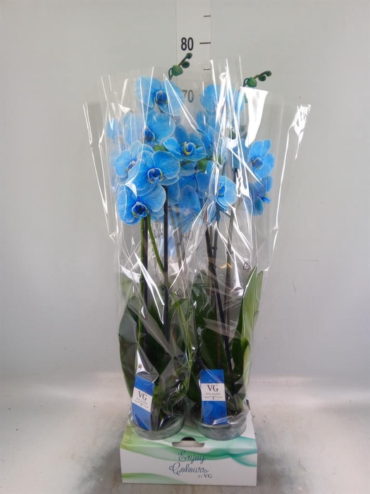 <h4>Phalaenopsis   ...</h4>