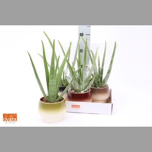 ALOE VERA