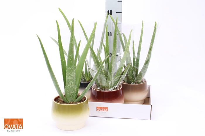 <h4>ALOE VERA</h4>