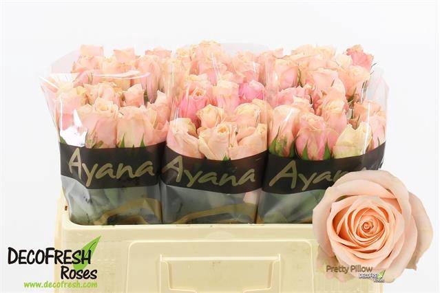 <h4>R Gr Pretty Pillow Extra Ayana</h4>