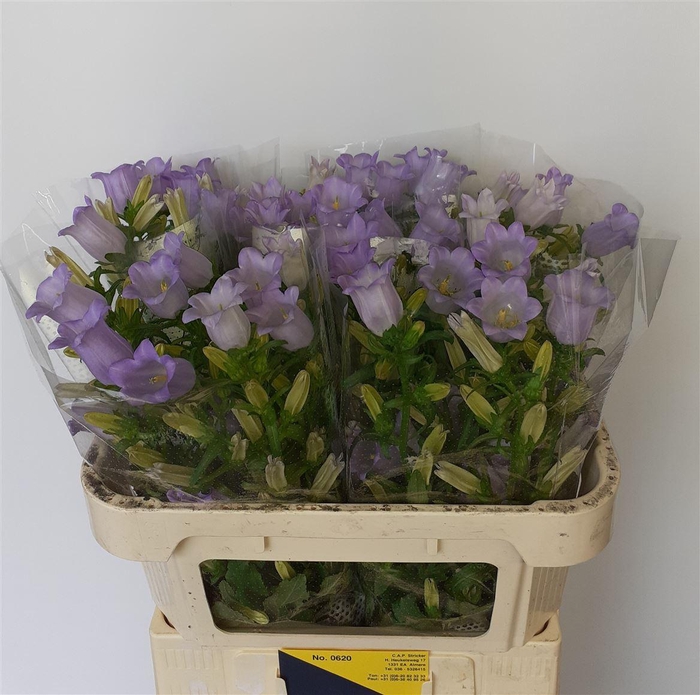 <h4>Camp M Champion Lavender</h4>