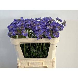 Scabiosa Staefa IJ Niet