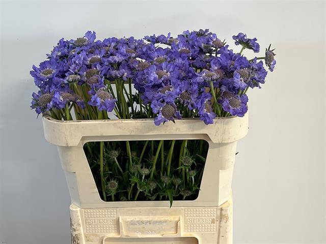 <h4>Scabiosa Staefa IJ Niet</h4>