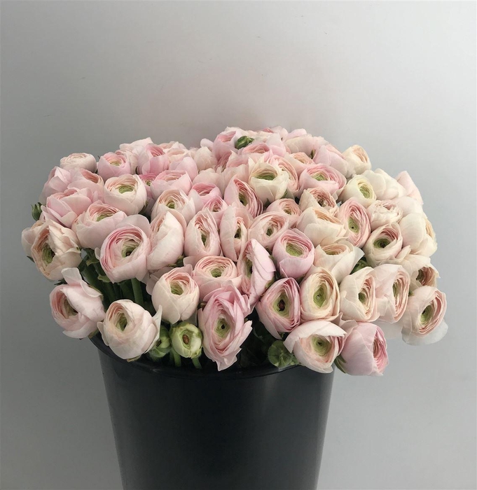 <h4>RAN SUC 2ND HANOI</h4>