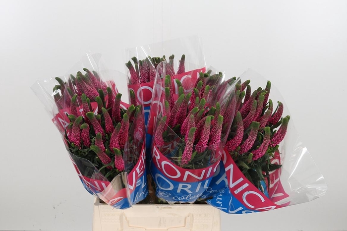 <h4>Veron Smart Iselle</h4>