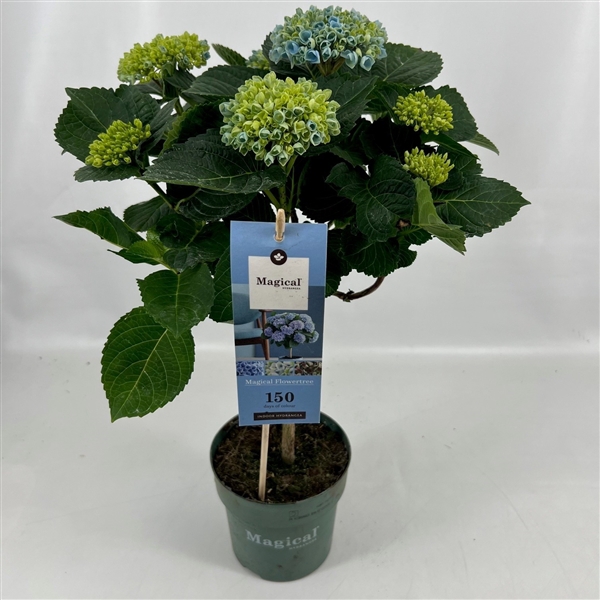 <h4>Hydrangea Magical® Flowertree Revolution blauw 14 cm 5+ kop rijp 2/3</h4>