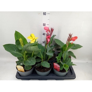 Canna  'Cannova'   ...mix