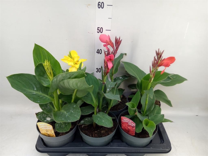 <h4>Canna  'Cannova'   ...mix</h4>