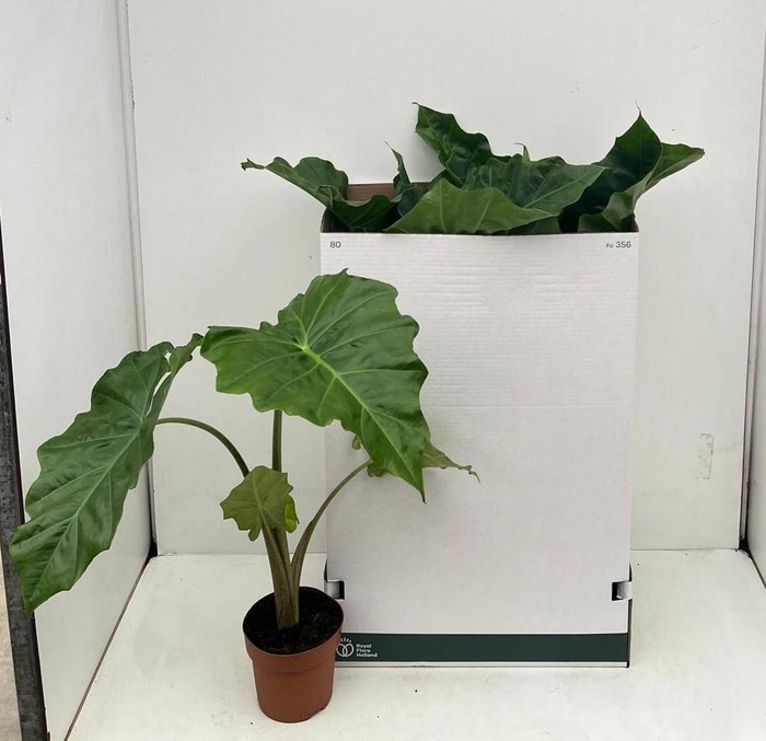 <h4>ALOC PORTODORA</h4>