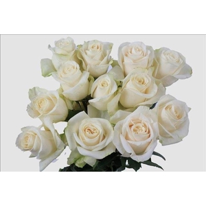 Rosa ec vendela