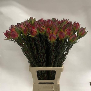 Leucadendron Mountain Rose Xandybel