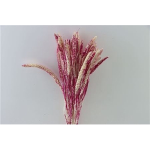 Dried Artz Setaria Rafael Bunch