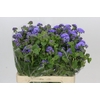 Ageratum Blue Planet