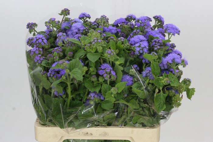 <h4>Ageratum Blue Planet</h4>