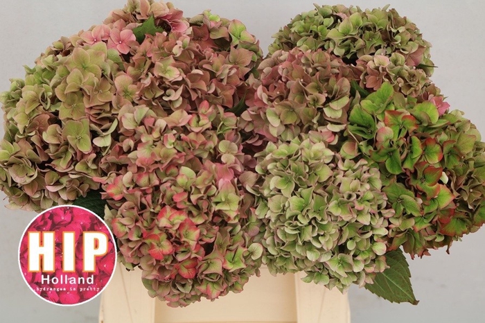 <h4>HYDR M CH RODEO CL</h4>