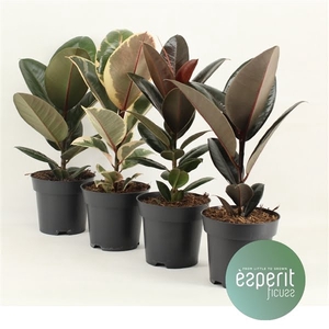 Ficus elastica Mix 3-4 srt.