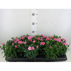Dianthus  'Oscar Pink And Purple'