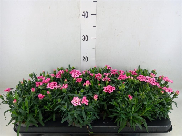 <h4>Dianthus  'Oscar Pink And Purple'</h4>