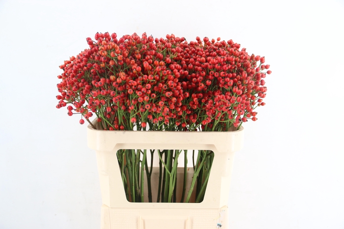 <h4>ROSA MAG PRIDE 080CM</h4>