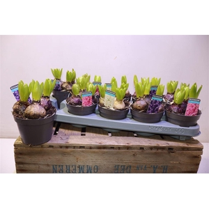 arr8 Hyacin Gem 3 Kl