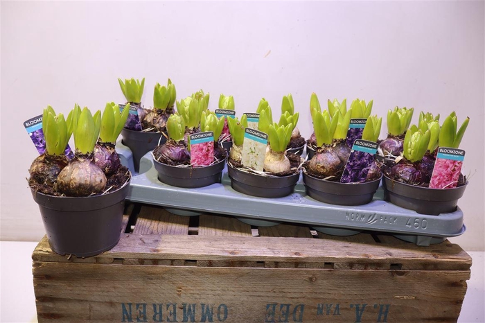 <h4>arr8 Hyacin Gem 3 Kl</h4>