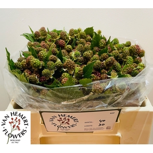 RUBUS FR CHESTER