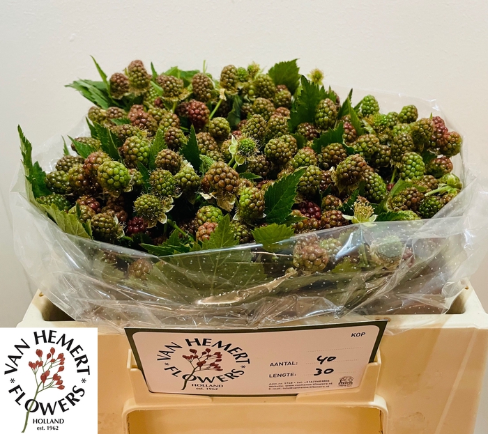 <h4>RUBUS FR CHESTER</h4>