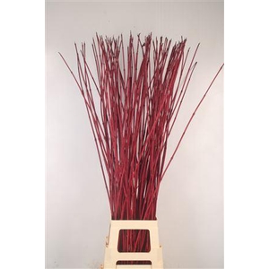 Cornus Alba Sibirica Red