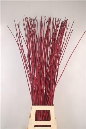 <h4>Cornus Alba Sibirica Red</h4>