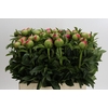 Paeonia Coral Sunset