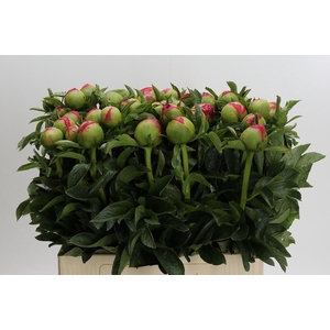 Paeonia Coral Sunset