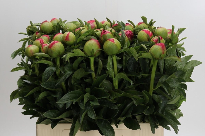 <h4>Paeonia Coral Sunset</h4>