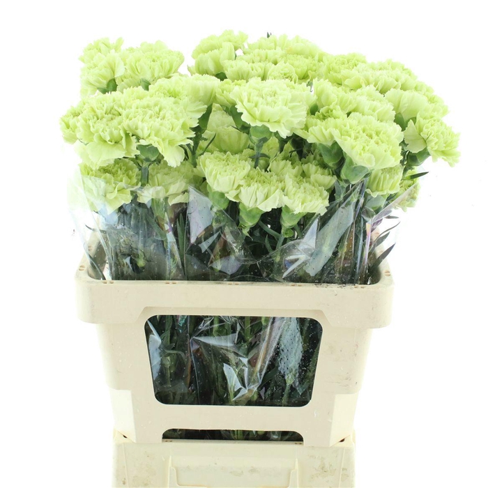 <h4>DI ST GOBLIN</h4>