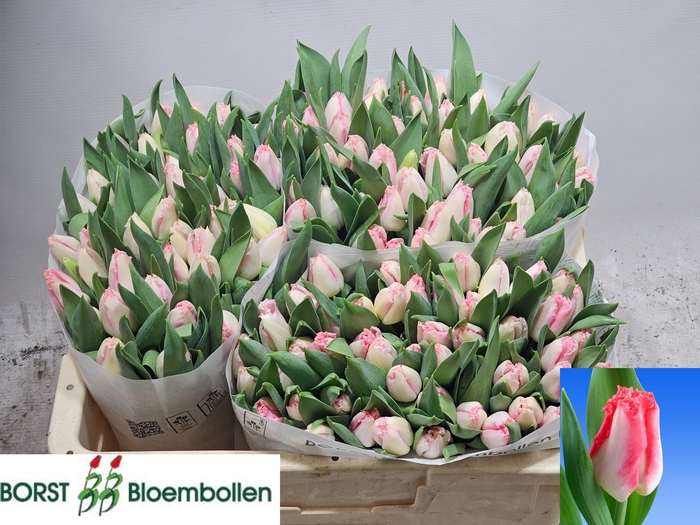 <h4>TU FR LINGERIE</h4>