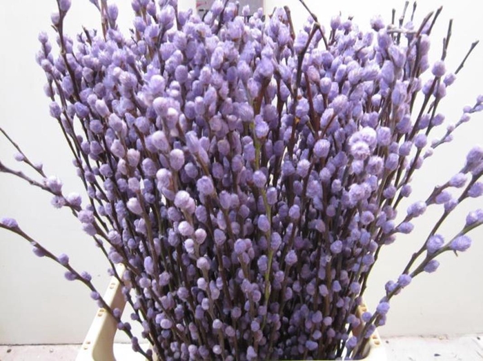 <h4>Salix Katje Milka L70</h4>