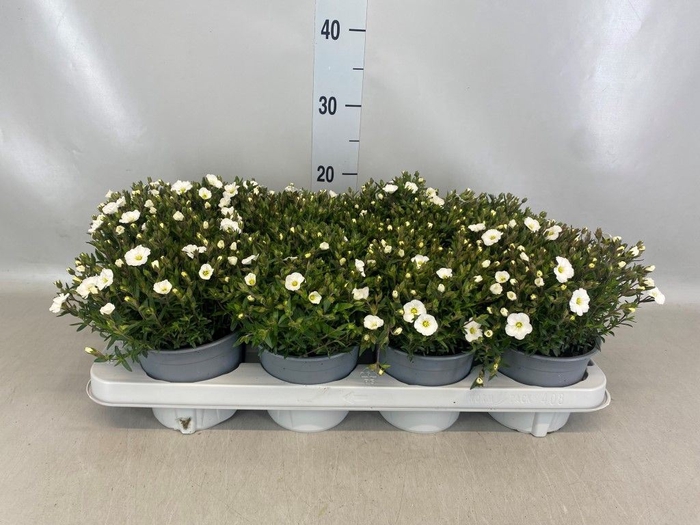 <h4>Arenaria montana</h4>