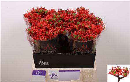 <h4>Jatropha P Firecrack</h4>